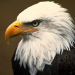 Потребителски аватар