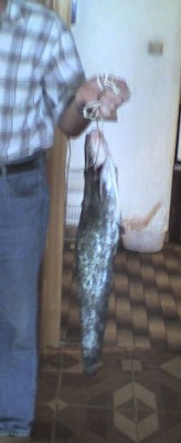 som.jpg (35.33 KБ) Видяна 7897 пъти som.jpg