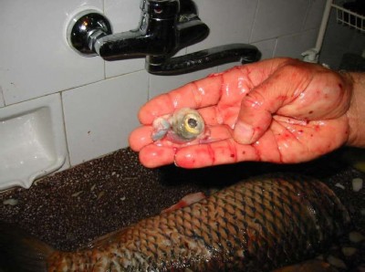 img_0035.jpg (53.89 KБ) Видяна 8921 пъти img_0035.jpg