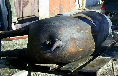 1.JPG (109.9 KБ) Видяна 4486 пъти 1.JPG